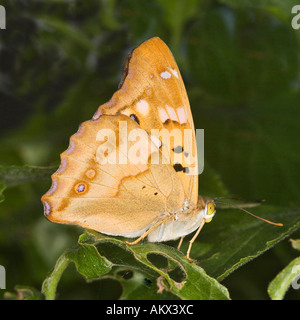 Lesser Purple Emperor (Apatura ilia) (Nymphalidae Apaturinae) Banque D'Images