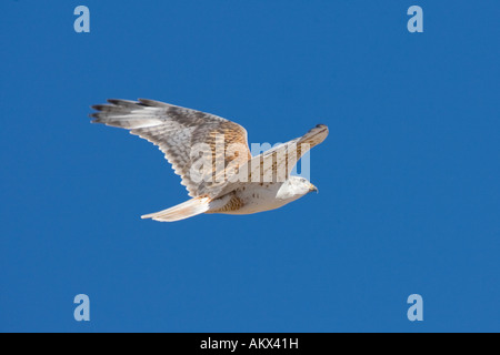 Buse rouilleuse Buteo regalis Sulphur Springs Valley au sud de Willcox Arizona USA 26 février Hot light morph Banque D'Images