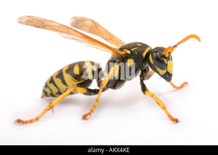 Papier jaune (Guêpe Polistes dominulus) Banque D'Images