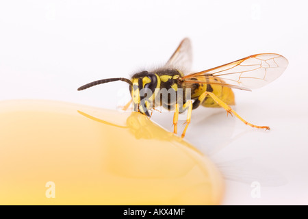 Guêpe Vespula germanica (allemand) miel de table Banque D'Images