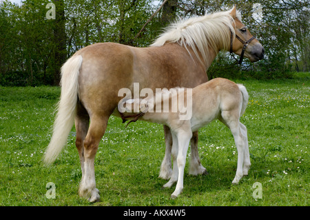 Jument Haflinger avec onze jours à nourrir, poulain poulain est suggling Banque D'Images