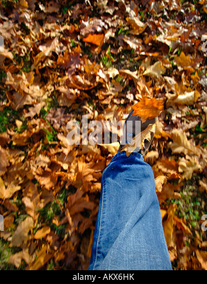 La sortie des feuilles lors d'une promenade dans la campagne d'automne. Photo de Jim Holden. Banque D'Images