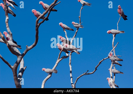 Le cacatoès rosalbin, Eolophus roseicapilla arbre sec. Banque D'Images