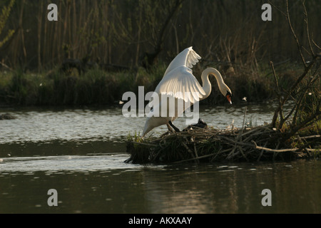 Cygne muet (Cynus olor) sur son nid, derrière une foulque macroule Banque D'Images