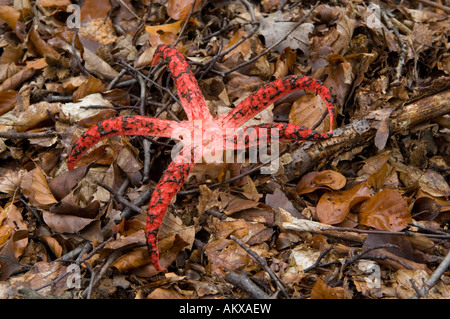 Phalle impudique, Octopus (Clathrus archeri), Allemagne Banque D'Images
