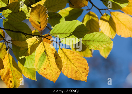 Feuilles de hêtre (Fagus sylvatica), Allemagne Banque D'Images