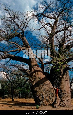 Mille ans Baobab (Adansonia digitata), le comparatif de taille humaine avec, Grootfontein, Namibie, Afrique Banque D'Images