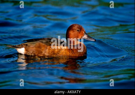 Fuligule nyroca (Aythya nyroca), mâle adulte en plumage nuptial Banque D'Images