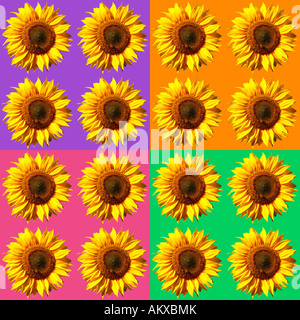 Motif de tournesol, coloré, l'arrière-plan, l'affiche, le motif Banque D'Images