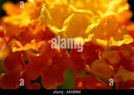 Lantana camara (hybride Verbenacea ), détail, Close up Banque D'Images