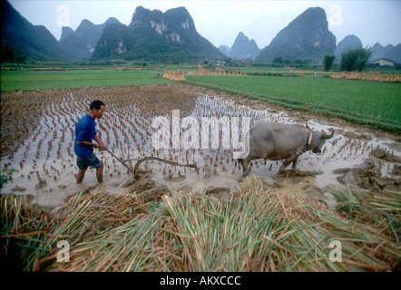 Fermier chinois labourant les champs de riz avec un buffle dans un paysage agricole Yangshuo Chine Banque D'Images