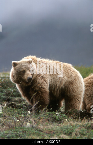 Portrait de profil d'un Grizzly marche sur une pente gazonnée avec montagnes en arrière-plan le Parc National Denali Al Banque D'Images