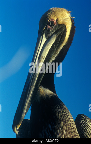 Pélican brun Banque D'Images