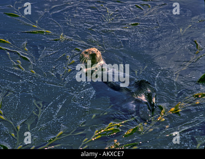 Loutre de mer, Enhydra lutris, flottant dans les lits d'algues, Monterey, Californie Banque D'Images