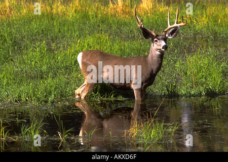 Le Cerf mulet nourriture Buck au bord d'un lac dans la forêt nationale de Kaibab dans le Parc National du Grand Canyon North Rim Arizona Banque D'Images