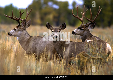Mule Deer doe et 2 d'argent au cours de la saison de rut à Grand Teton National Park Wyoming Wyoming Banque D'Images