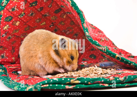 Hamster doré comme un présent Banque D'Images