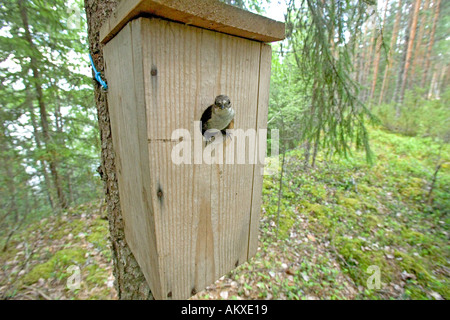 Pied Flycatcher Ficedula hypoleuca laissant nichoir Finlande Juillet Banque D'Images