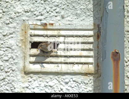 Moineau domestique Passer domesticus femme de quitter leur nid dans l'arbre de ventilation du bâtiment abandonné transportant sac foecal Scotl Shetland Banque D'Images