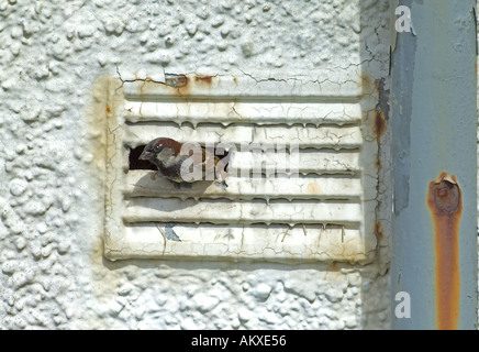 Moineau domestique Passer domesticus) homme de quitter leur nid dans l'arbre de ventilation du bâtiment abandonné Shetland Ecosse UK Banque D'Images