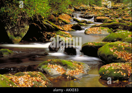 Ruisseau de montagne s'écoulant sur des roches couvertes de mousses décorées avec des feuilles d'automne jaune d'or. Banque D'Images
