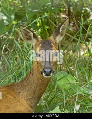 Le Chevreuil Capreolus capreolus au bord des bois d'été britannique Kent Banque D'Images
