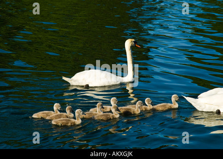 Avec les poussins, White Swan Cygnus Cygnini Banque D'Images