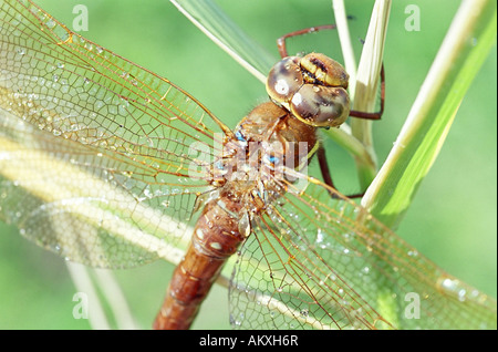 Brown / Hawker Aeshna grandis (Aeshnidae). Leningrad region, Russie Banque D'Images