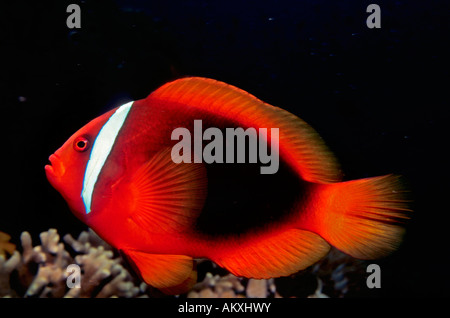 Bridled anenome le poisson ou de tomate, poisson clown Amphiprion frenatus. Banque D'Images