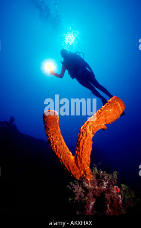 Plongeur avec un soptlight derrière une éponge Aplysina fistularis, tube, des Caraïbes. Banque D'Images