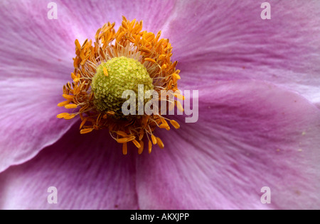 Anémone Anémone japonais (japonica) Banque D'Images