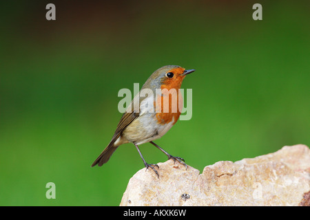 Robin (Erithacus rubecula aux abords) Banque D'Images