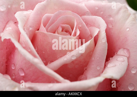 Rose après une douche de pluie Banque D'Images