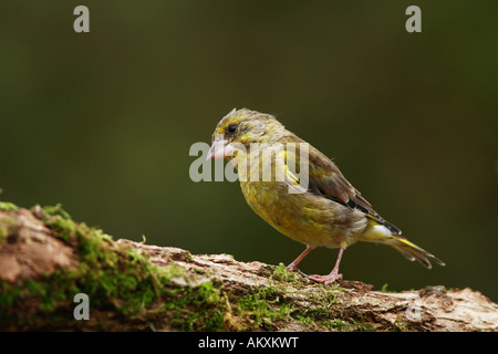 Verdier (Carduelis chloris) Banque D'Images