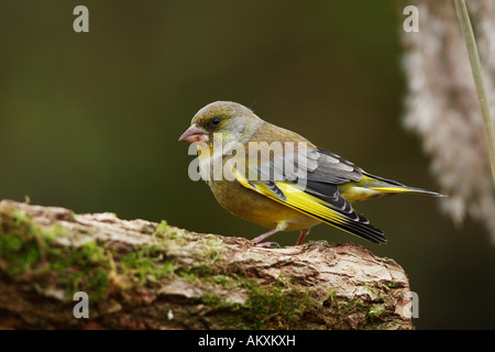 Verdier (Carduelis chloris) Banque D'Images