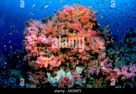 Dendronephthya de coraux mous. Banque D'Images