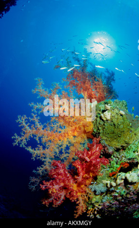 Soft coral Dendronephthya sp., Egypte, Mer Rouge. Banque D'Images