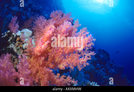 Soft coral Dendronephthya, Mer Rouge. Banque D'Images