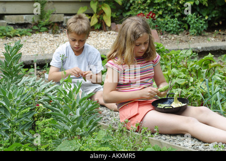 Les enfants d'artillerie fève légumes dans l'attribution de jardin Banque D'Images