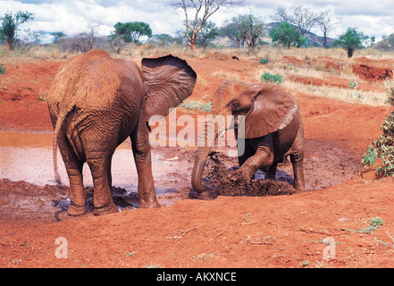 Deux éléphants prendre un bain de boue le parc national de Tsavo East Kenya Afrique de l'Est Banque D'Images