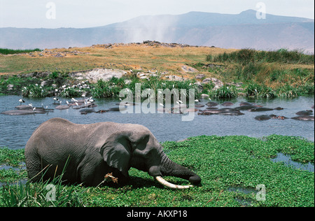 L'alimentation de l'éléphant à hippo pool Ngorongoro Crater Tanzanie Afrique de l'Est Banque D'Images