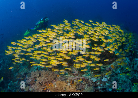 Un plongeur avec une école d'bluestripe lutjans Lutjanus kasmira. Banque D'Images