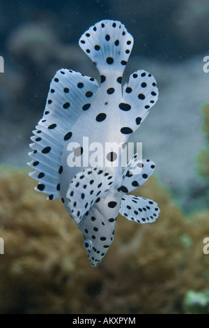 Barramundi juvéniles de Loches à bosse ou la Loche Truite (Cromileptes altivelis), l'Indonésie. Banque D'Images