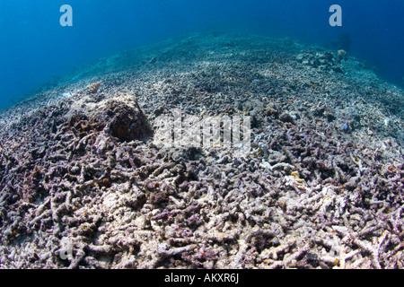 Une barrière de corail, détruit par l'orage, l'Indonésie. Banque D'Images