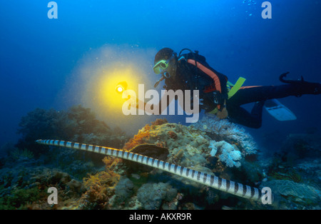 Mer bagués krait ou en bandes, serpent de mer Laticauda colubrina, Philippines. Banque D'Images