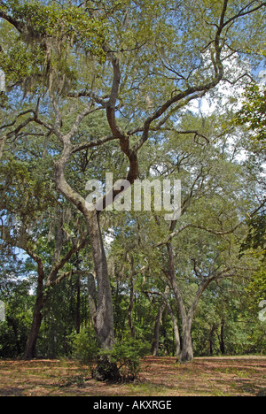 Floride rivière Suwannee Big Shoals State Park Banque D'Images