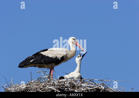 Cigogne Blanche (Ciconia ciconia) Banque D'Images