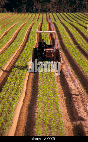 Agriculteur sur le tracteur, l'Australie, vertical, Banque D'Images