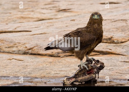 Un Bateleur immature perché sur un crâne zebra Banque D'Images