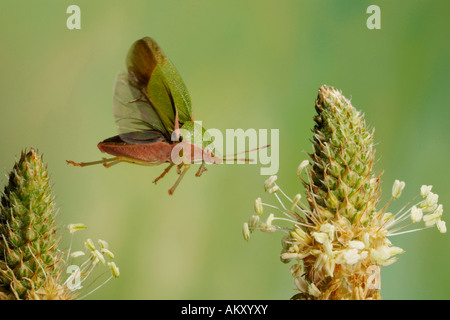 Green Shield bug (Palomena prasina) Banque D'Images